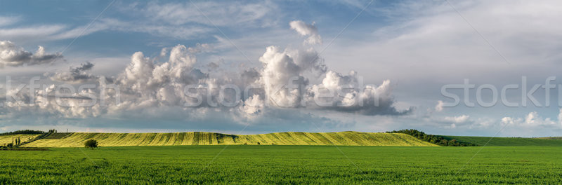 Panoráma farm hüvelyesek gabonafélék mező égbolt Stock fotó © fogen