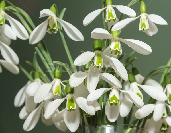 Few snowdrops from the snow Stock photo © fogen