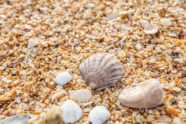 Seashell on the beach Stock photo © fogen