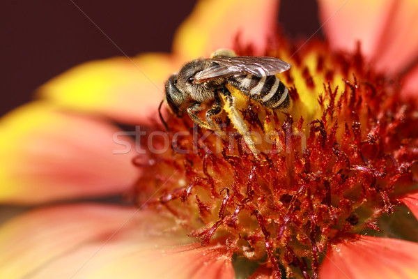Méh virágpor virágok vad virág gyűjt Stock fotó © fogen