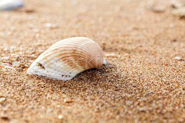 Seashell on the beach Stock photo © fogen