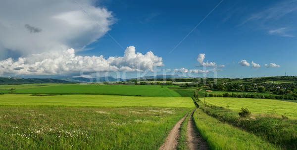 Dziedzinie zielone pszenicy panorama Błękitne niebo chmury Zdjęcia stock © fogen