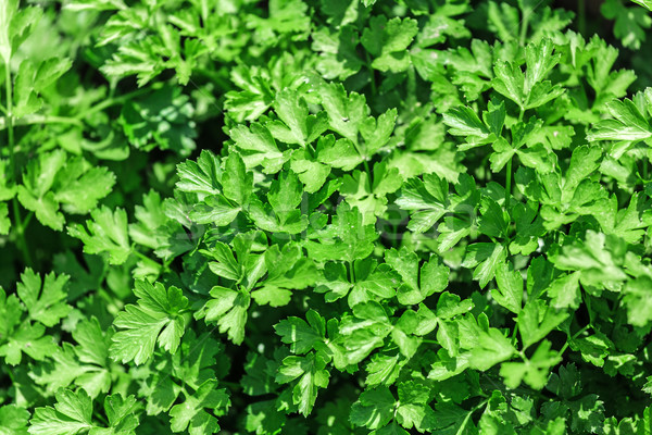 Stock photo: Vegetable Bed with parsley