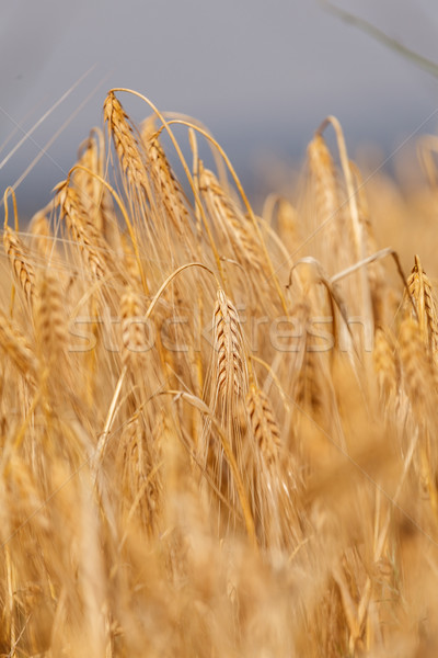 Orelhas maduro trigo campo de trigo blue sky verão Foto stock © fogen