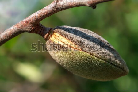 Ripe almonds closeup Stock photo © fogen