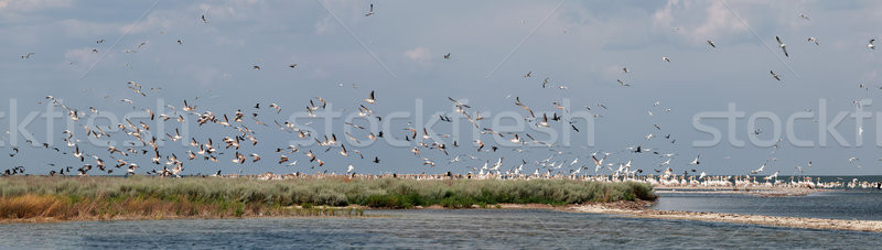Pink pelicans take off Stock photo © fogen