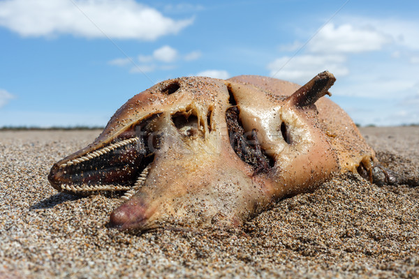 Dead dolphin  lies on the coast Stock photo © fogen