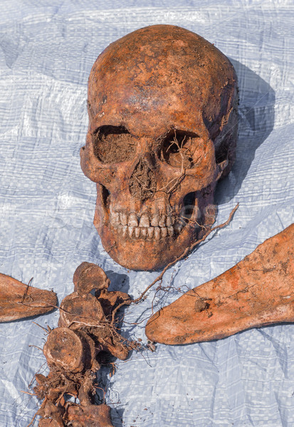 Esqueleto enterrado desconhecido vítima humanismo osso Foto stock © fogen