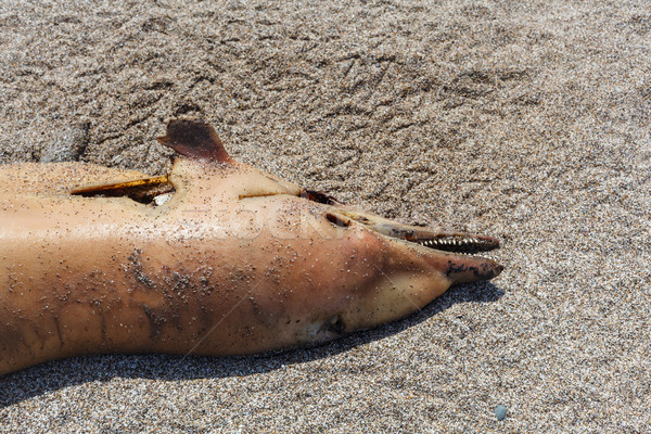 Dumped on the land  dolphin Stock photo © fogen