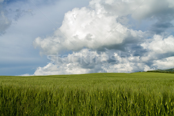 Mező zöld búza panoráma kék ég felhők Stock fotó © fogen
