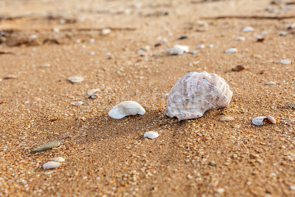 Seashell on the beach Stock photo © fogen