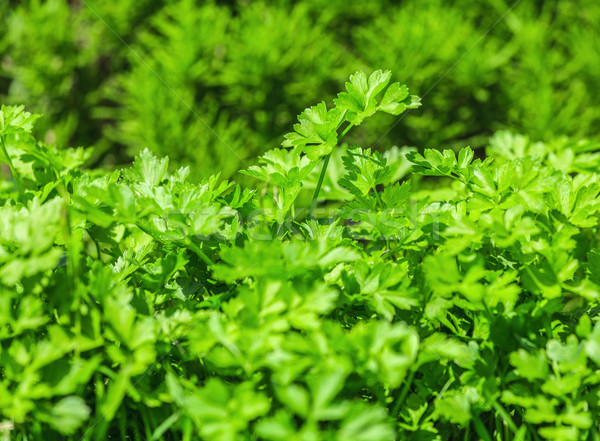 świeże pietruszka zielone warzyw bed Zdjęcia stock © fogen