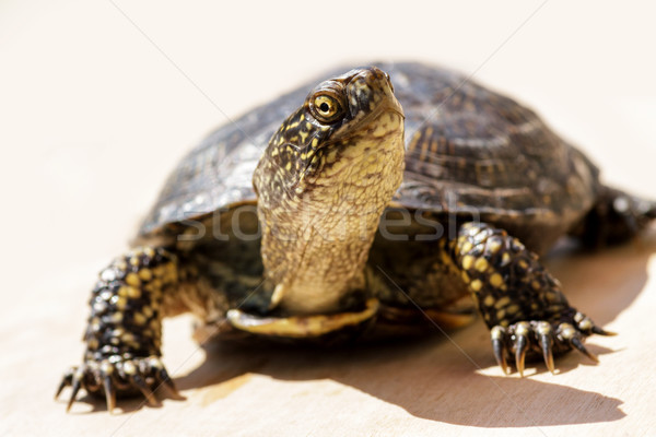 Tortoise on a bright sunny day Stock photo © fogen