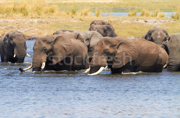 African Elephants Stock photo © Forgiss