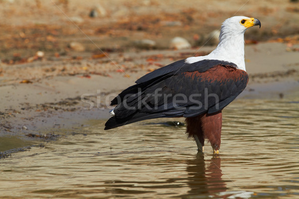 Fish Eagle Stock photo © forgiss