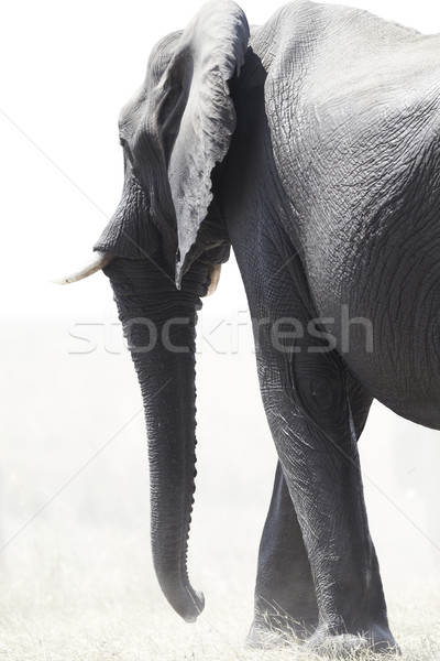 African Elephants Stock photo © Forgiss