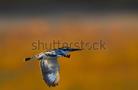Flying Giant Kingfisher Stock photo © Forgiss