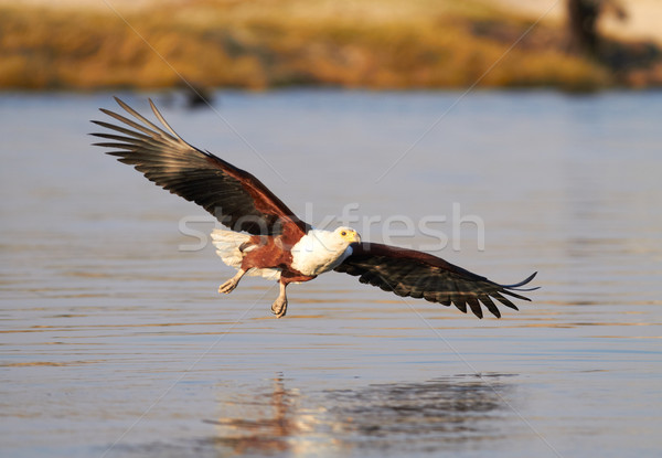 Fish Eagle hunting Stock photo © Forgiss