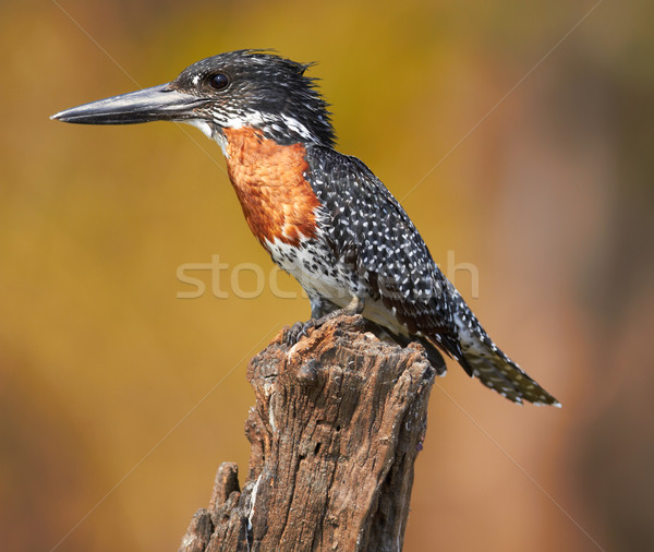 Reus ijsvogel mannelijke koper kastanje borst Stockfoto © Forgiss