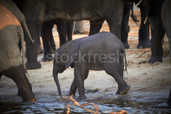 Stock photo: African Elephants