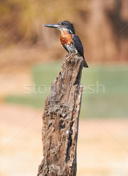 Reus ijsvogel mannelijke koper kastanje borst Stockfoto © Forgiss