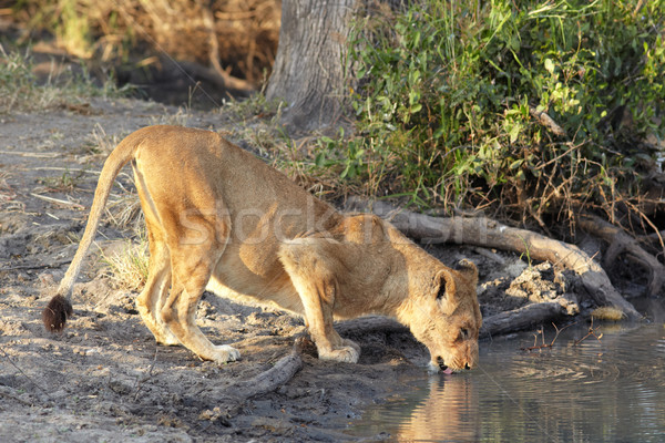 lioness drinking Stock photo © Forgiss