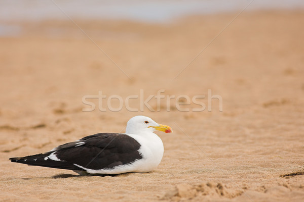 Seagull #11 Stock photo © Forgiss