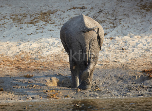 Afrikaanse olifanten afrikaanse olifant banken rivier Botswana Stockfoto © Forgiss