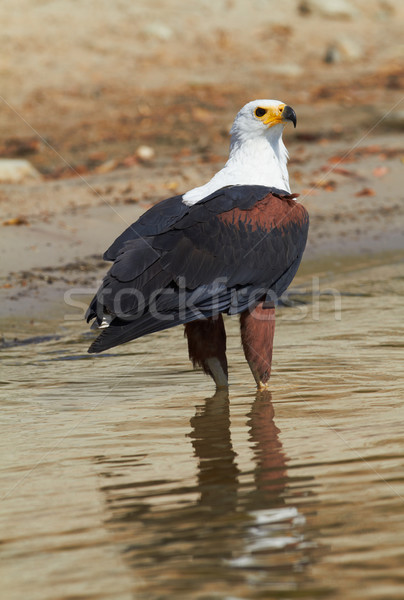 Fish Eagle Stock photo © Forgiss