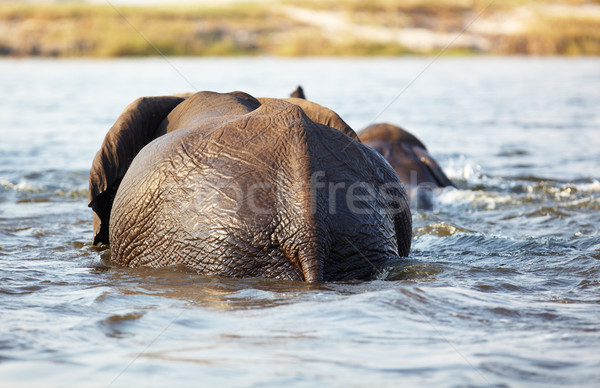 Stock photo: Elephants crossing