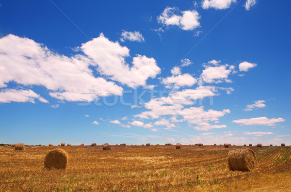 Golden bales of hay on the lands Stock photo © Forgiss