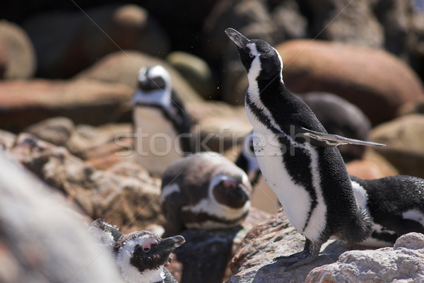 Jackass Penguin #14 Stock photo © Forgiss