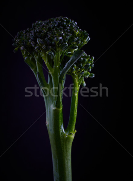 Fresh Broccoli Stock photo © forgiss