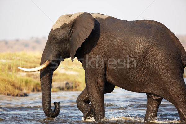 Stok fotoğraf: Afrika · filler · bankalar · nehir · Botsvana