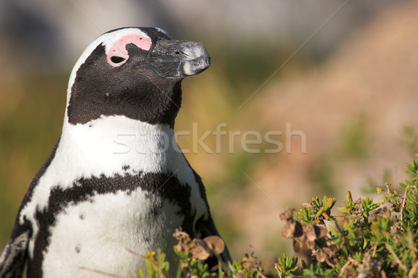 Jackass Penguin #18 Stock photo © Forgiss
