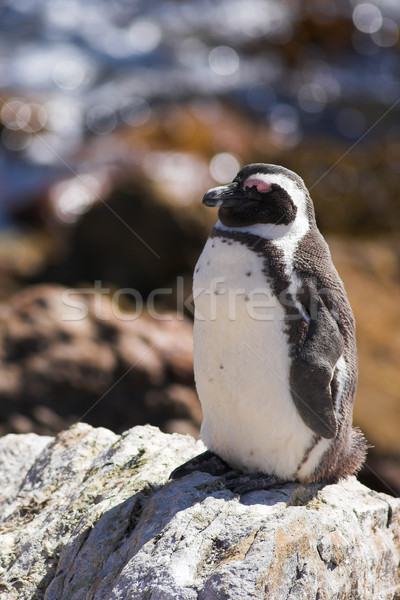 Jackass Penguin on the rocks Stock photo © Forgiss