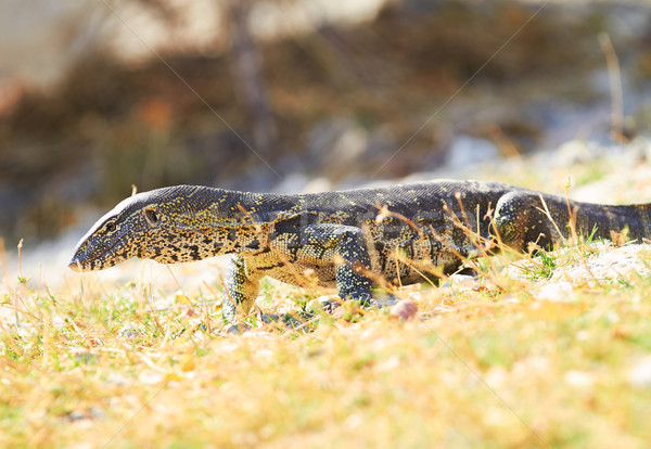 Stockfoto: Water · monitor · banken · rivier · zuidelijk · afrika