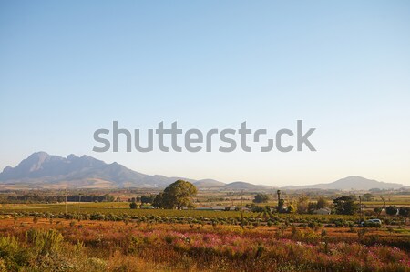 Ocidental paisagem ensolarado blue sky dia flor Foto stock © forgiss