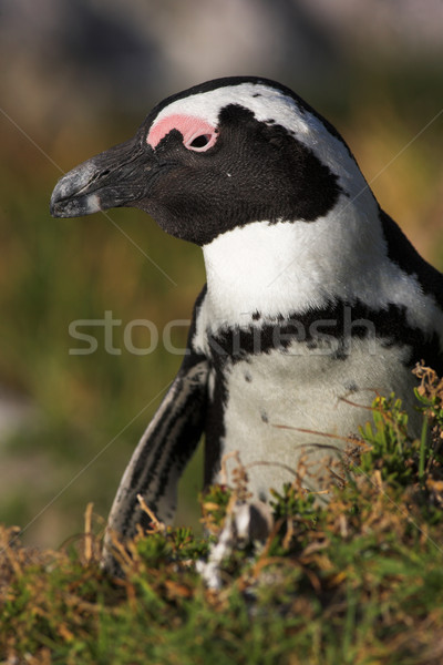 Jackass Penguin #22 Stock photo © Forgiss