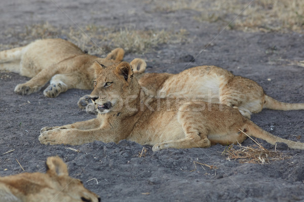 Jeunes lion tôt le matin lumière nuit [[stock_photo]] © Forgiss