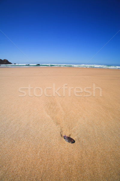 Shell on the beach Stock photo © Forgiss