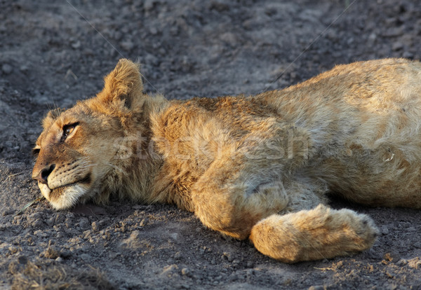 Jovem leão de manhã cedo luz noite Foto stock © Forgiss