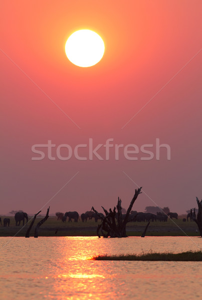 Afryki wygaśnięcia czerwony rzeki południowy Afryki Zdjęcia stock © forgiss