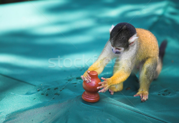 Stock photo: Capuchin monkey