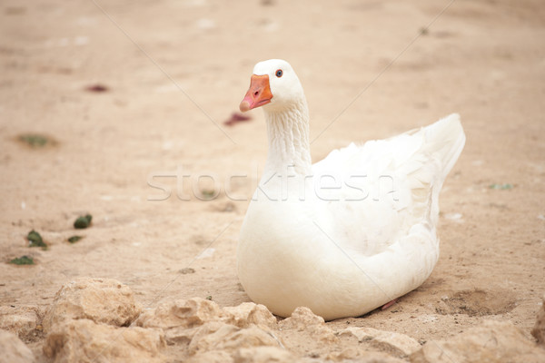 Fehér liba ül föld madár csoport Stock fotó © Forgiss