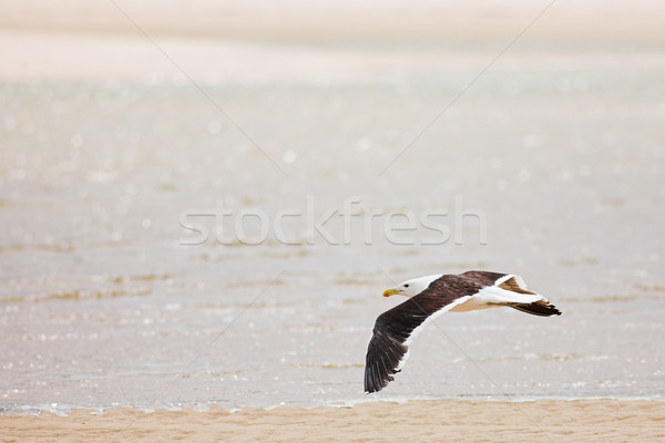 Seagull #7 Stock photo © Forgiss