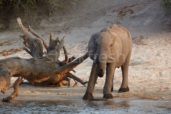 African Elephant Stock photo © Forgiss