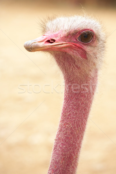женщины страус портрет копия пространства мелкий глаза Сток-фото © Forgiss