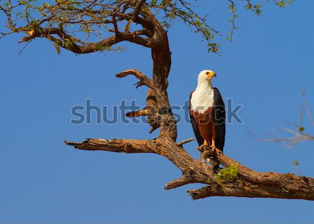 Fisch Adler Baum Banken Natur Vogel Stock foto © forgiss