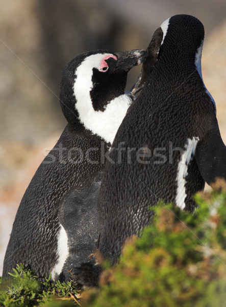 Jackass Penguin Stock photo © Forgiss